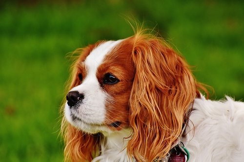 Races de chiens de thérapie : Cavalier King Charles